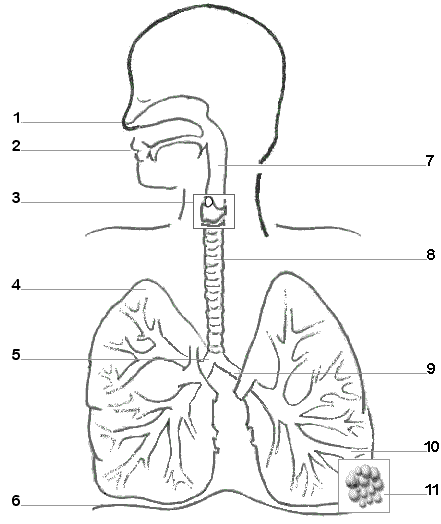 sc-5 sb-9-Respiratory System img_no 201.jpg